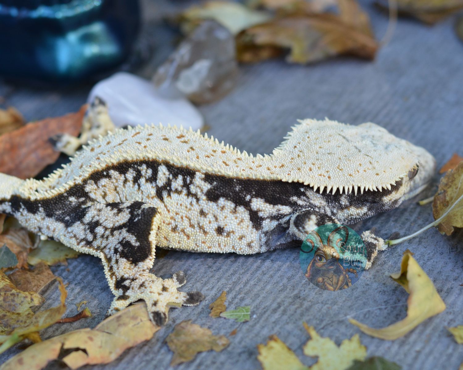 It Came From Outer Space, Whitewall dark based drippy harlequin RTB female crested gecko