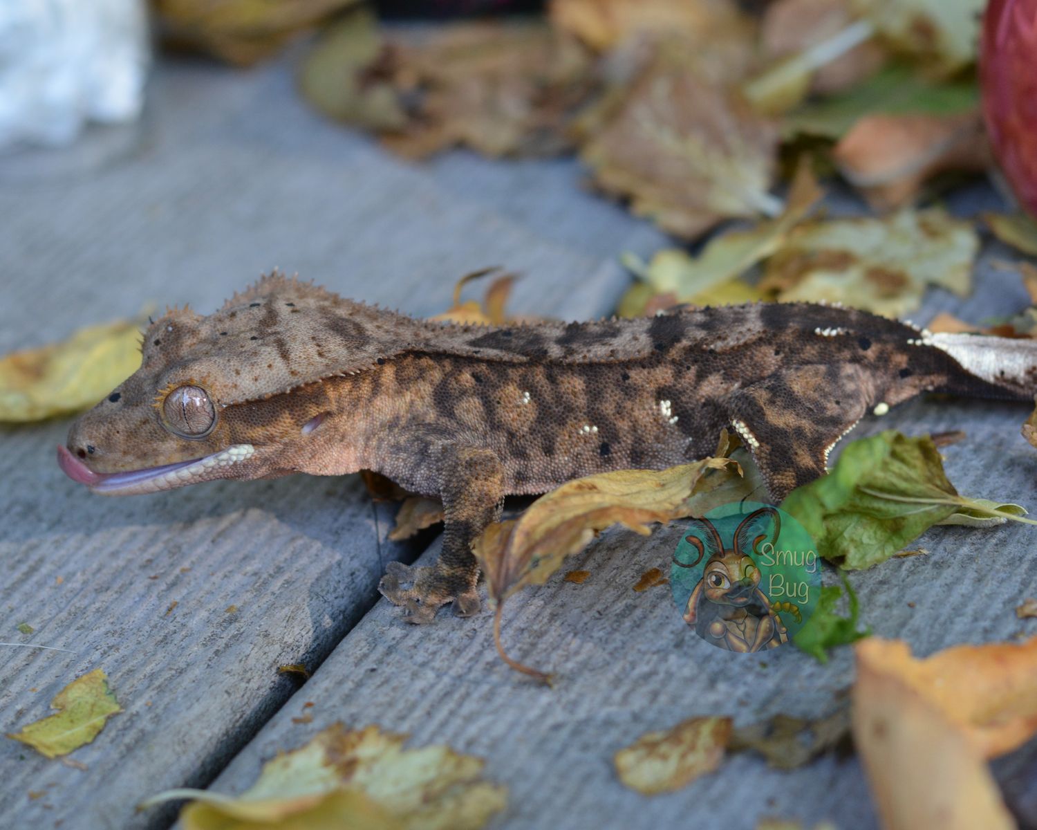 Magnet, dark based bold striped tiger with portholes subadult male crested gecko