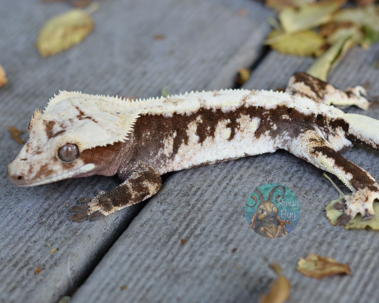 *WINTER HOLD* Stellar Winds, Dark based harlequin male crested gecko