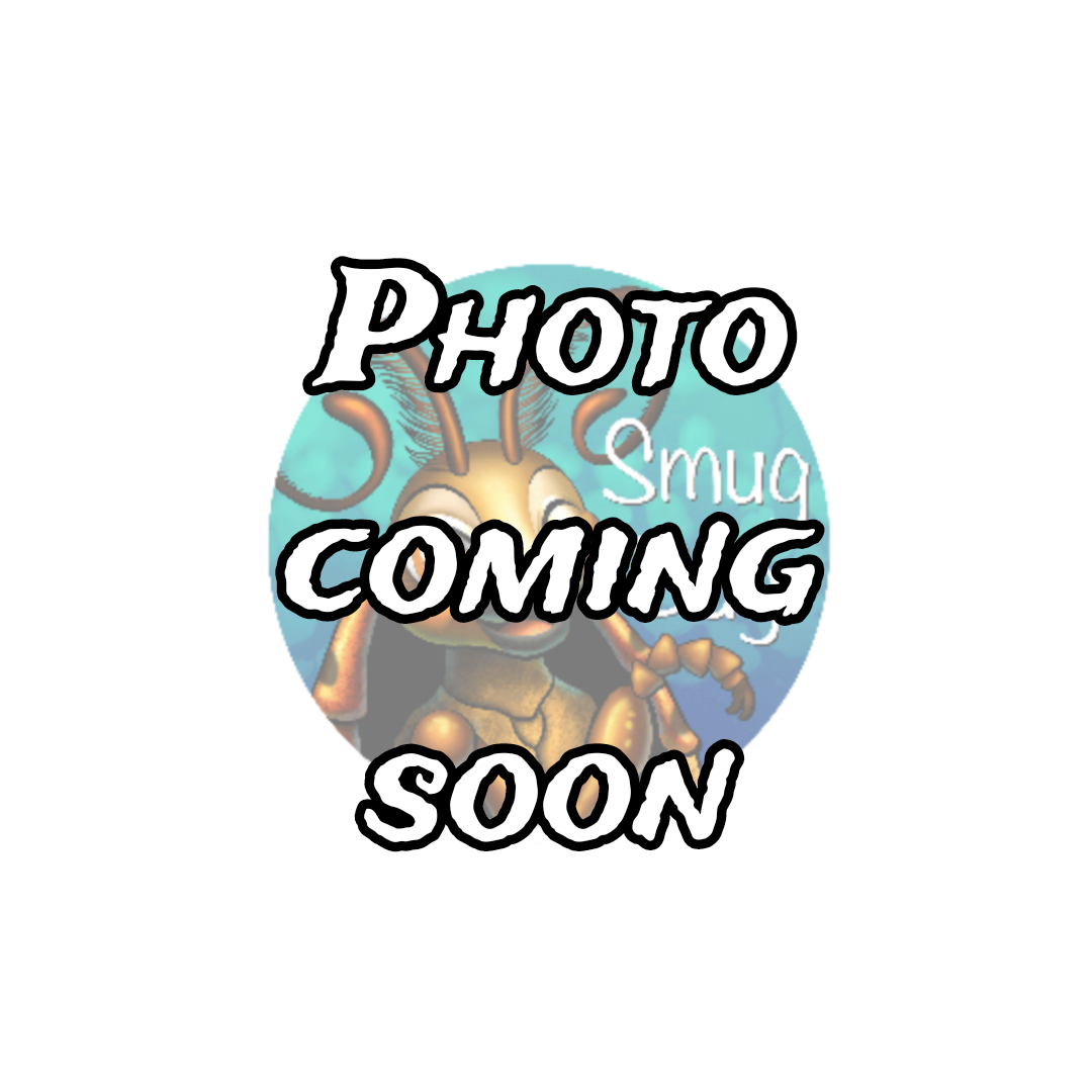 Cubaris sp. &quot;Red Panda&quot;