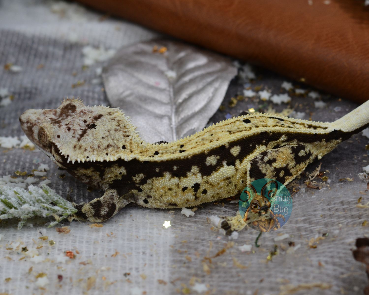 Cookies N&#39; Cream, adult proven female dark based harlequin dalmatian crested gecko