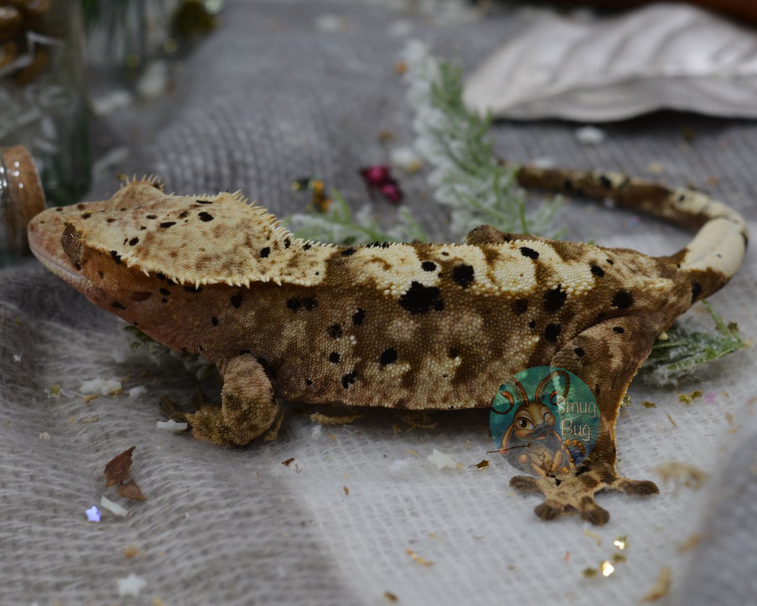 Crayola, dirty red and cream super dalmatian harlequin proven female crested gecko