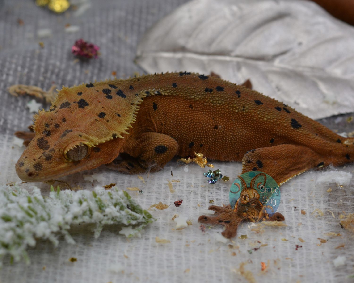 Cranberry Bog, Red Phantom superdalmatian female crested gecko