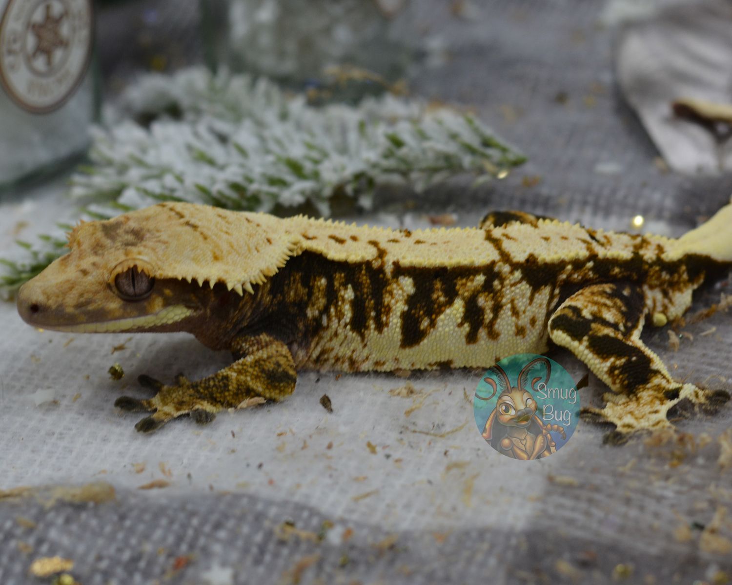 Darkside of the Moon, Dark based softscale extreme harlequin adult male crested gecko