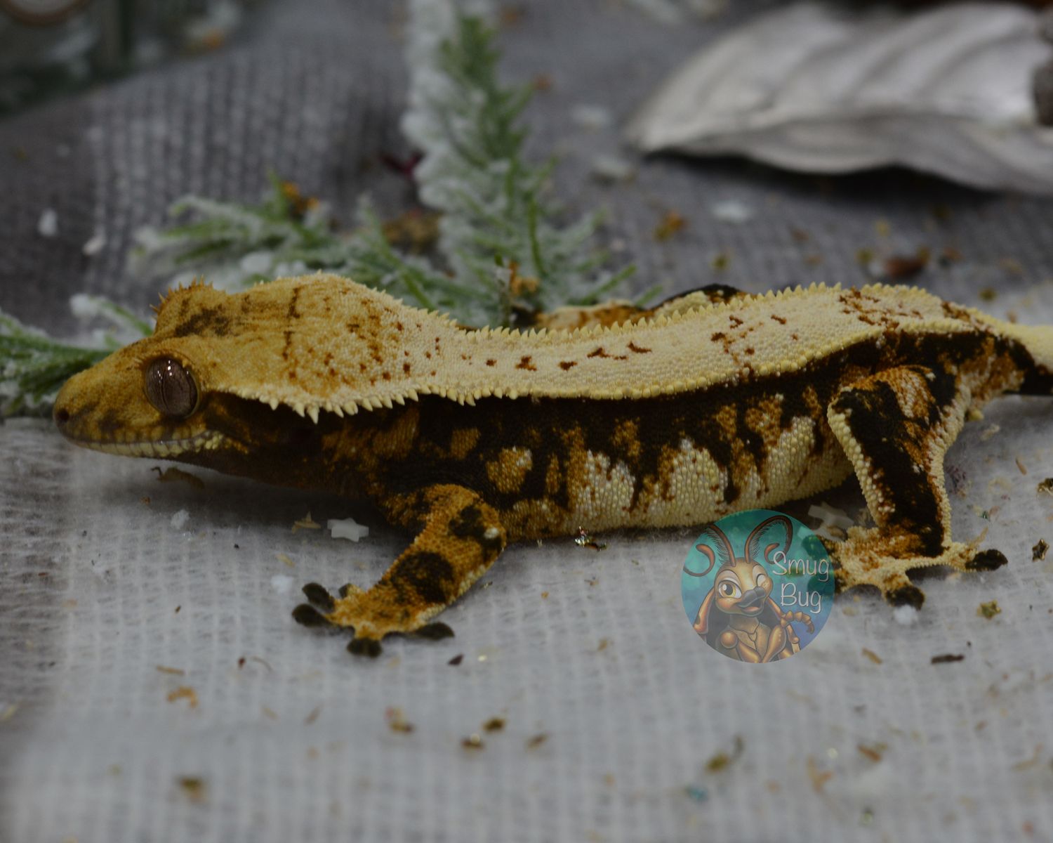 Ionosphere, dark based tricolor subadult female crested gecko