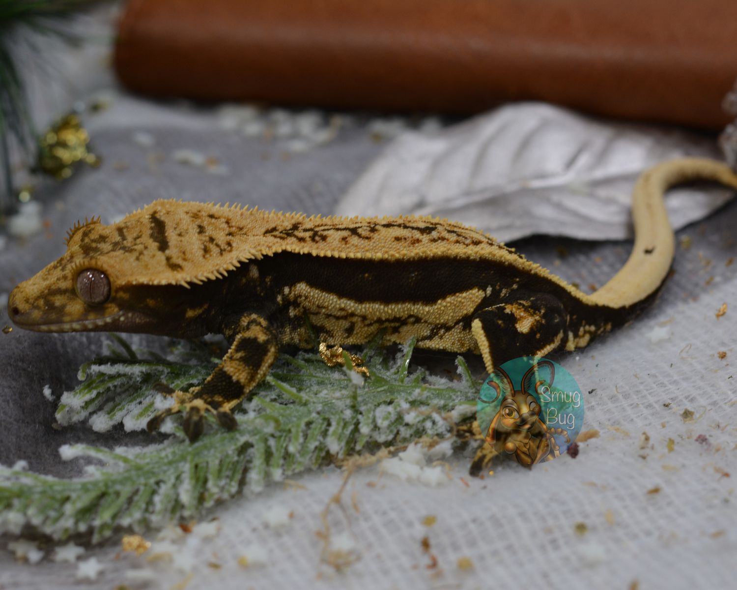 Life Sustaining Planet, dark and cream quadstripe subadult female crested gecko