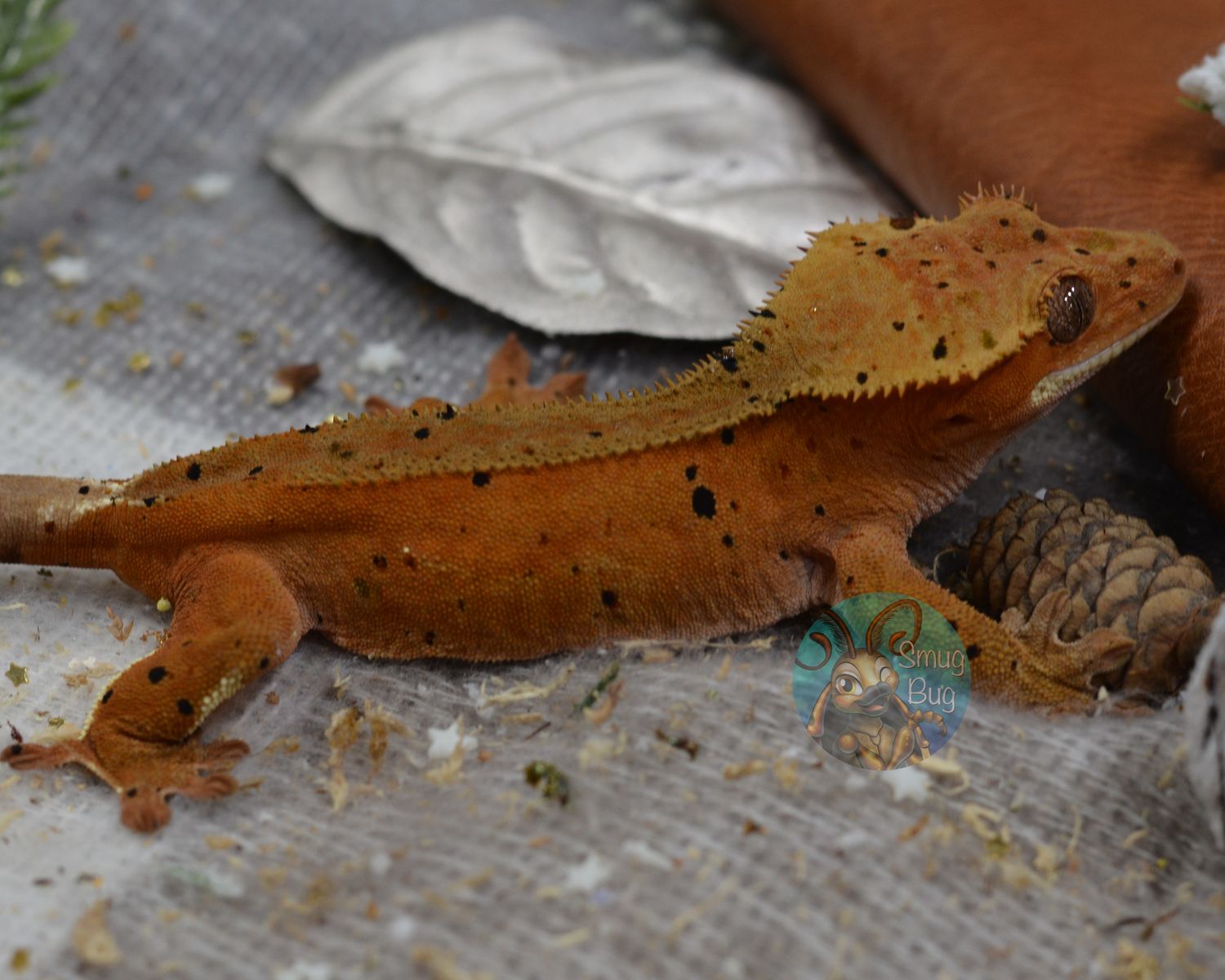 Manos: Hands of Fate, Red phantom dalmatian RTB female crested gecko