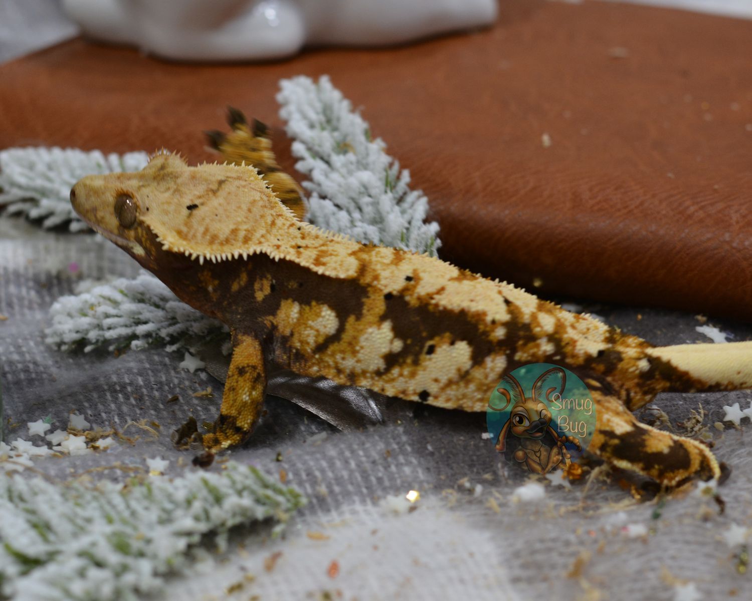 Spawn of Slithus, Tricolor extreme harlequin RTB soft scale female crested gecko
