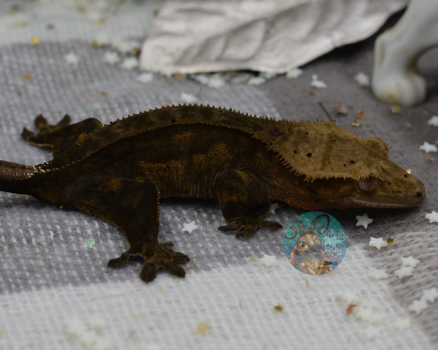 Starbrite, dark line phantom subadult female crested gecko