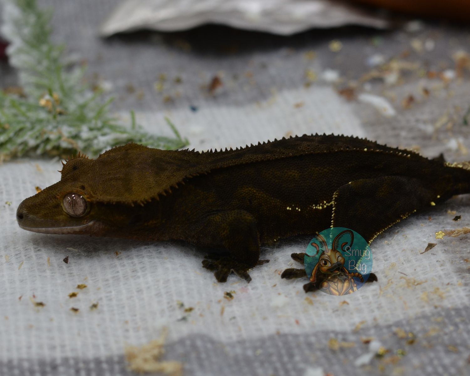 Status Report, Dark line phantom subadult female crested gecko