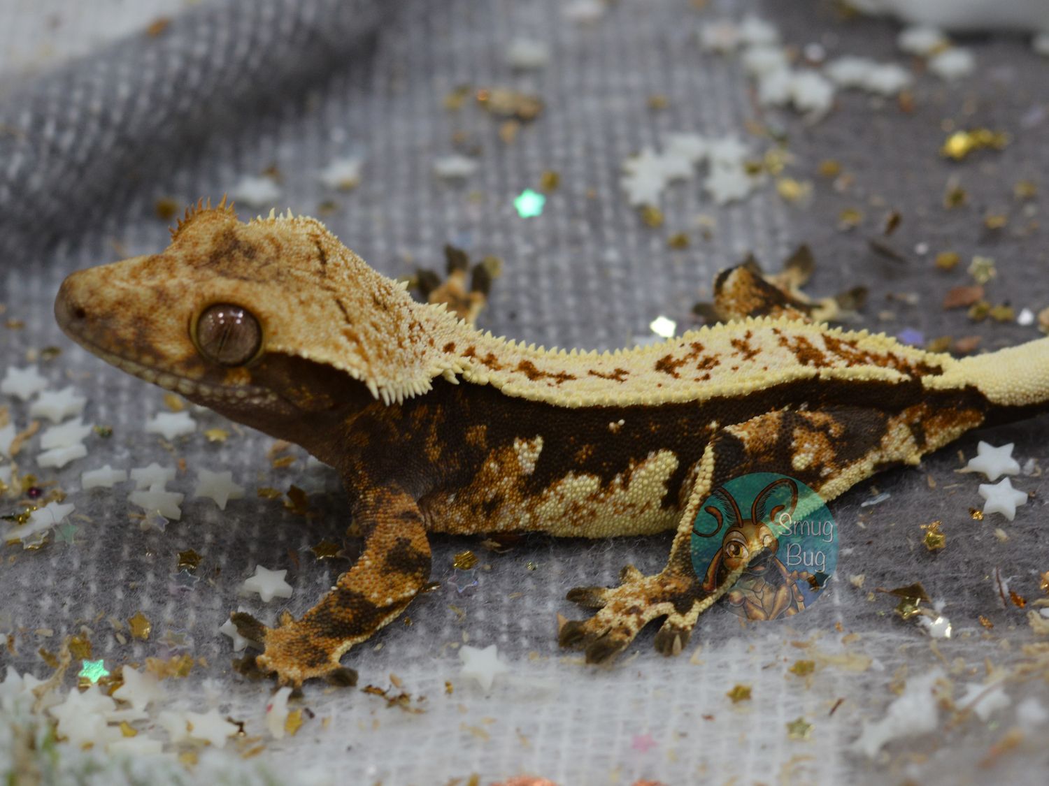 Artemis, dark cream partial pinstripe harlequin female crested gecko