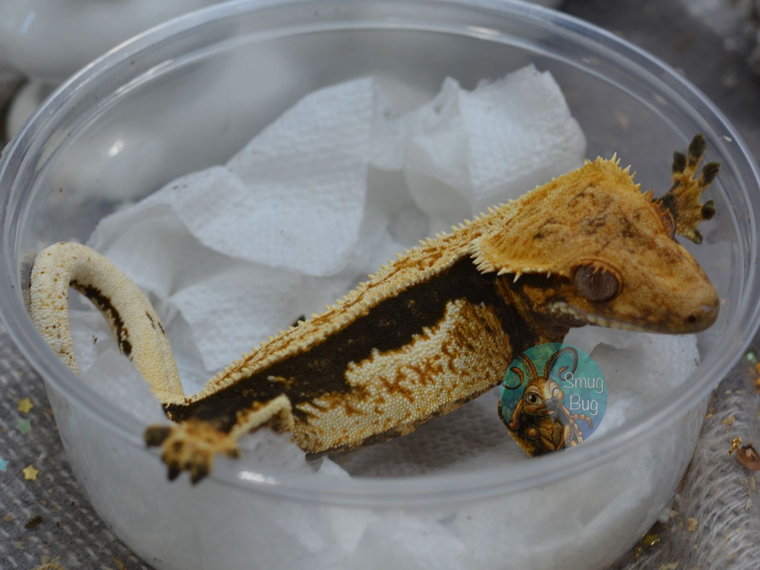 Asteroid Belt, dark based quad striped juvenile female crested gecko