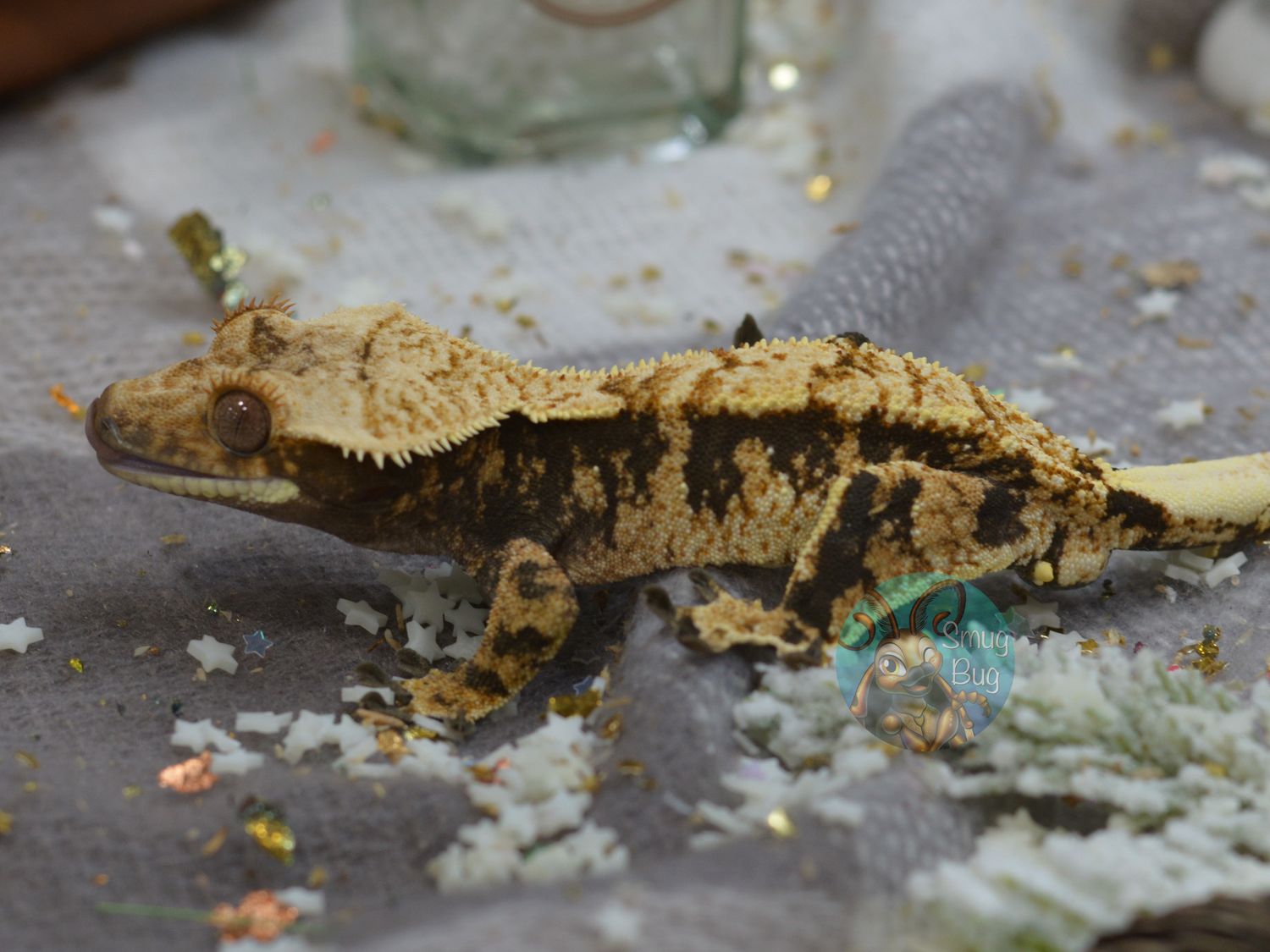 Captain Jack Harkness, dark based extreme harlequin juvenile male crested gecko