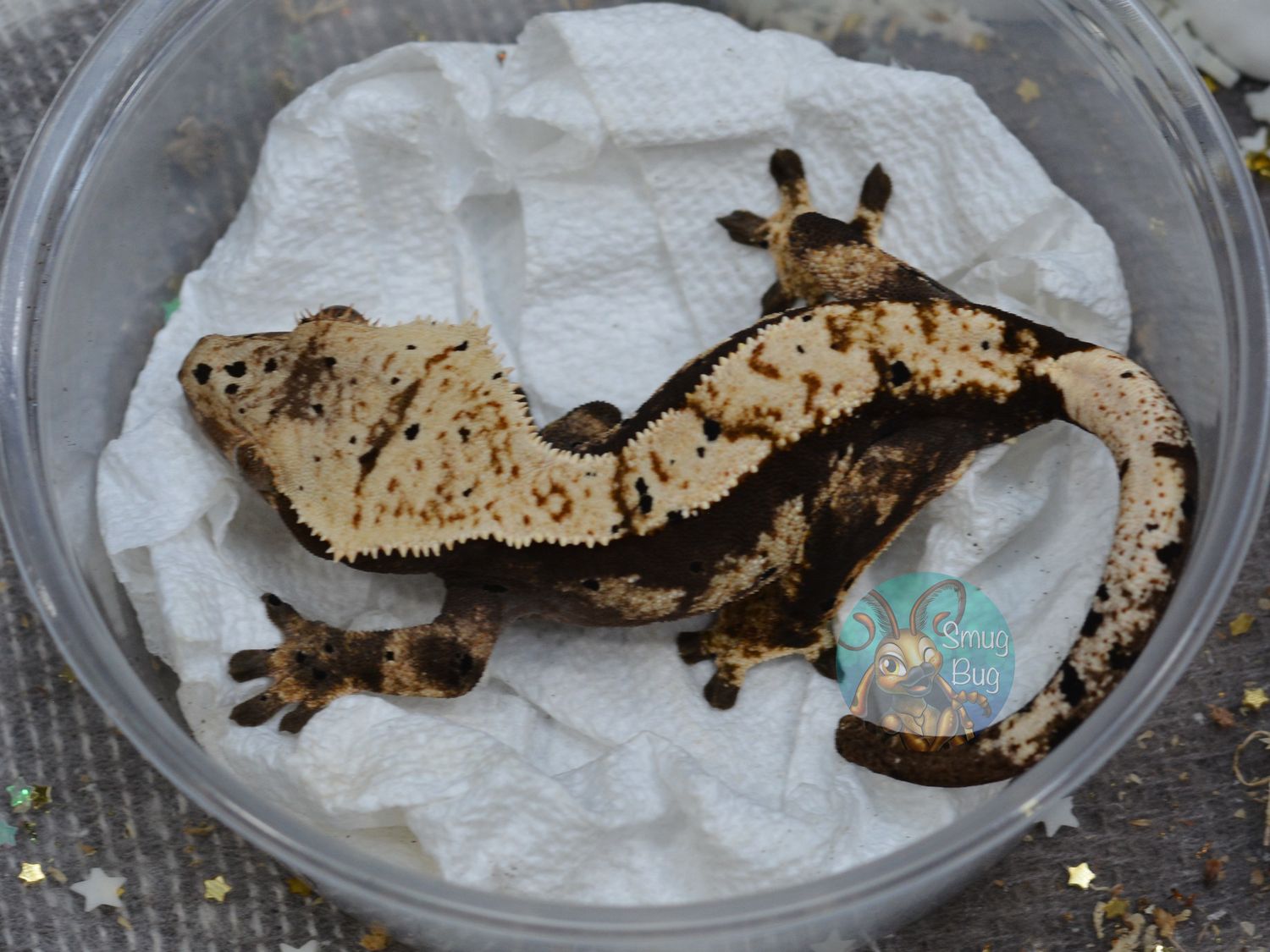 Astro Boy, dark based creamy harlequin dalmatian juvenile female crested gecko