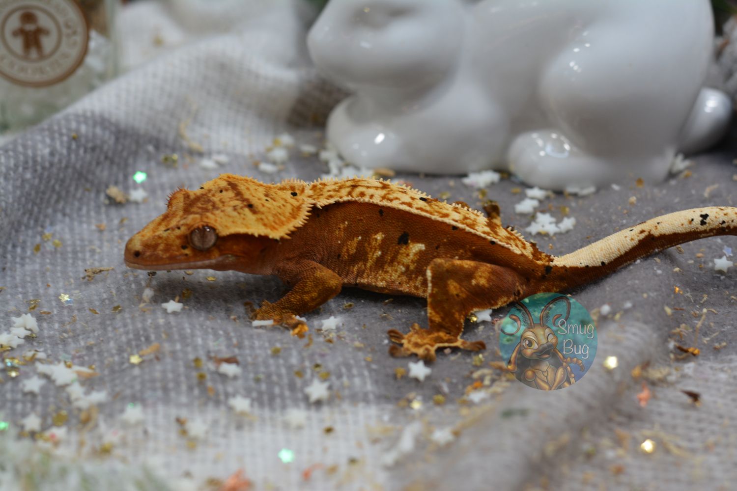 High tide, red harlequin dalmatian juvenile female crested gecko