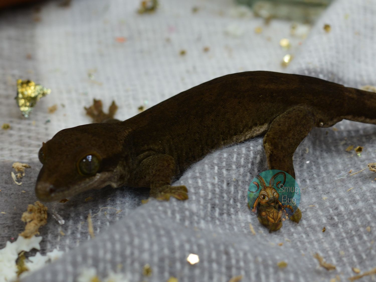 Infinity patternless male sarasinorum gecko