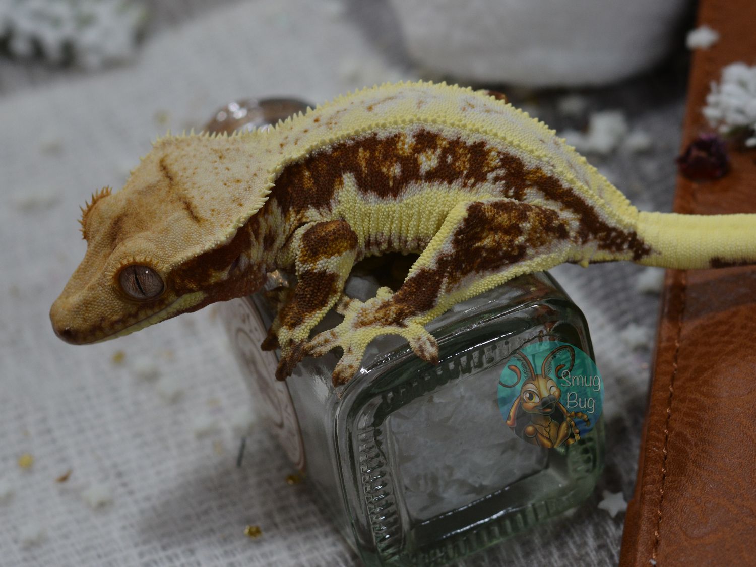 Jabba, Red harlequin drippy pinstripe juvenile female lilly white crested gecko