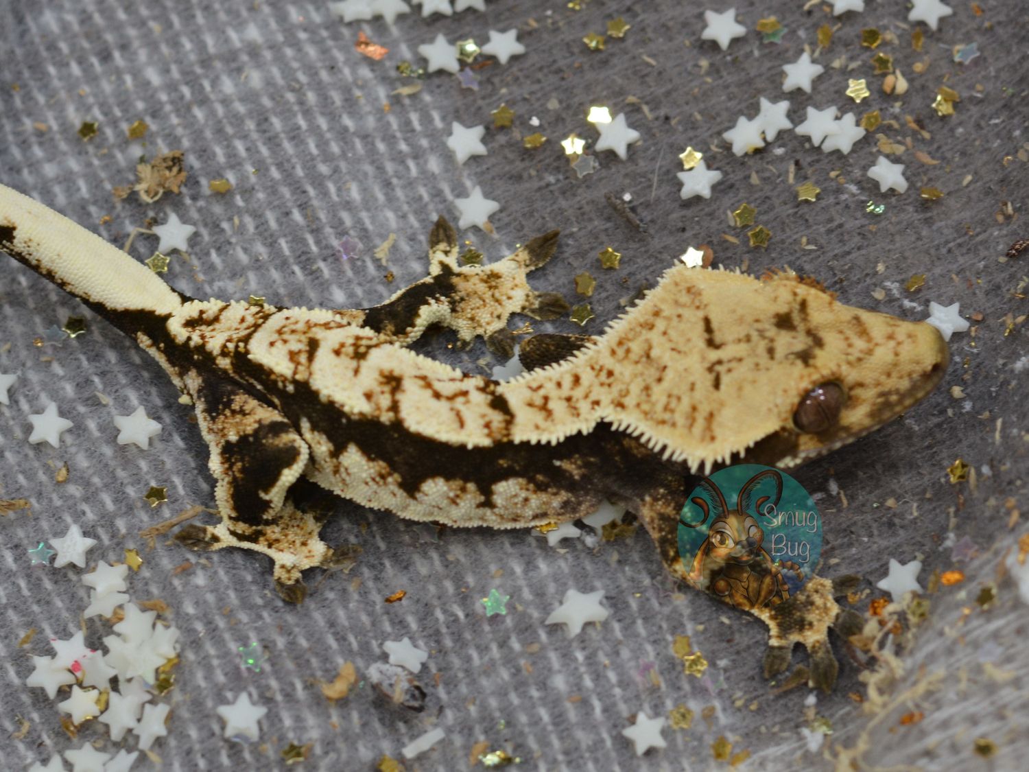 Low Tide, dark based tricolor harlequin brindle possible male crested gecko