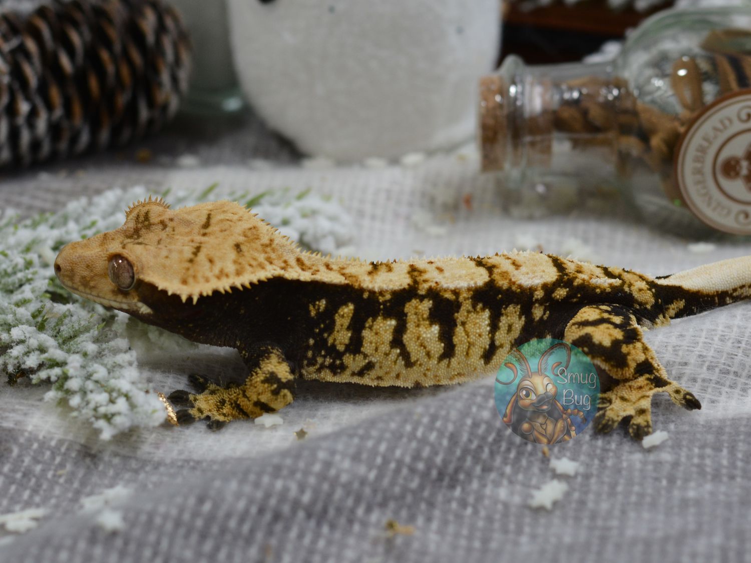 Razzmatazz, Dark based extreme harlequin juvenile male crested gecko