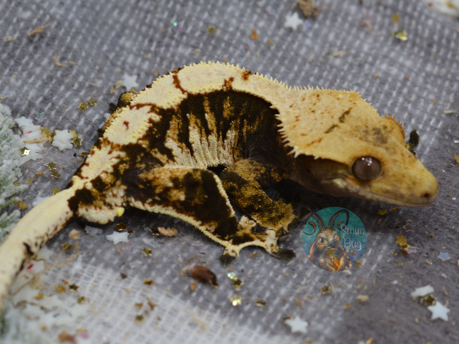 Rocket Man, dark based tricolor harlequin juvenile male crested gecko