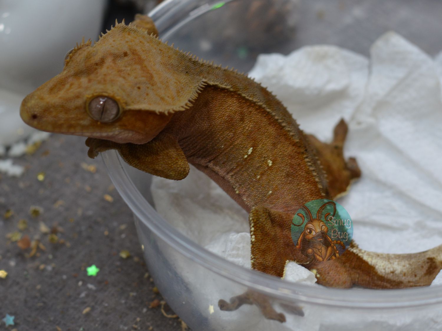Speed of Light, red phantom male with portholes crested gecko