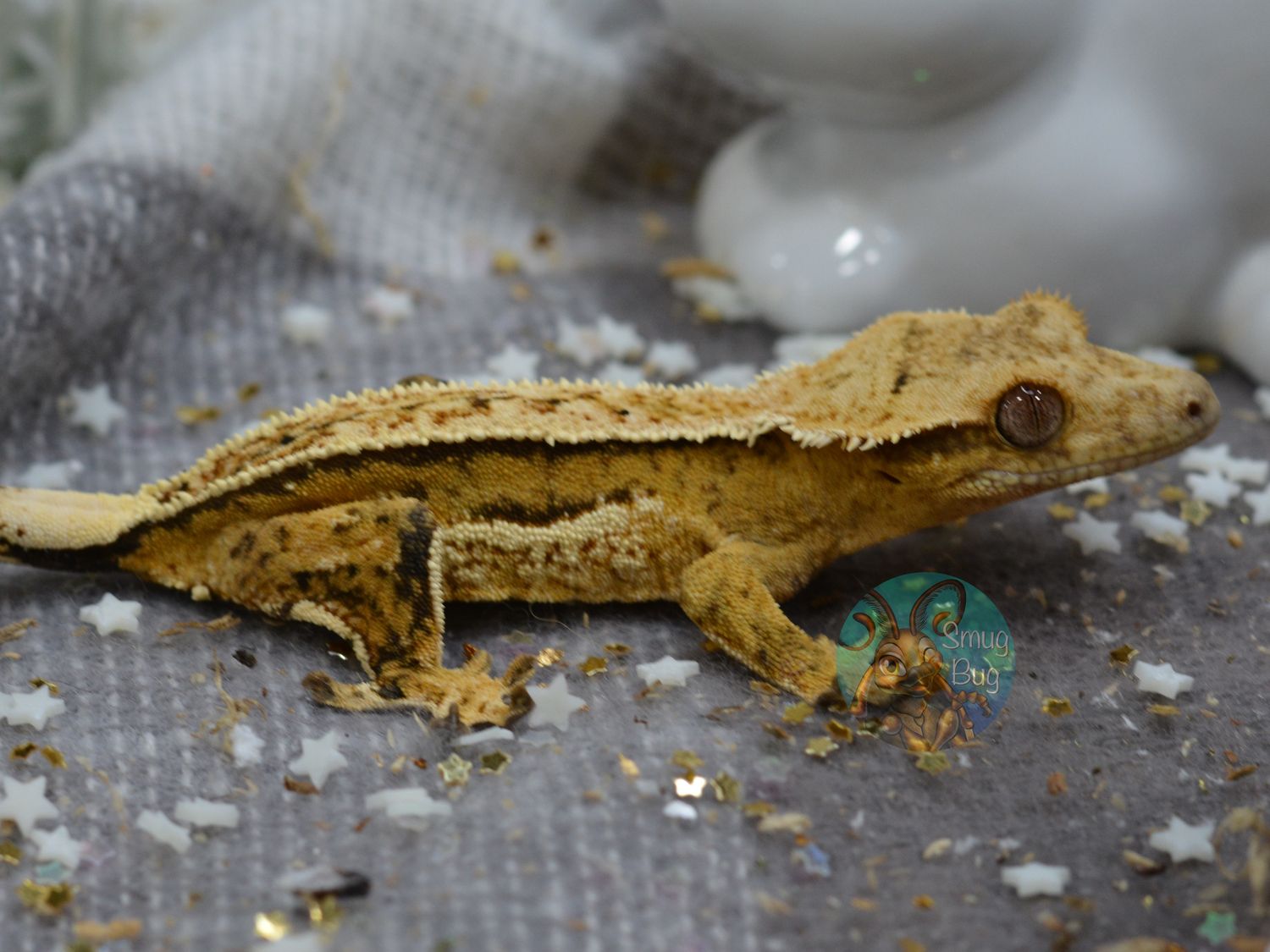 Spitzer Telescope, yellow quadstripe pinstripe probable female crested gecko