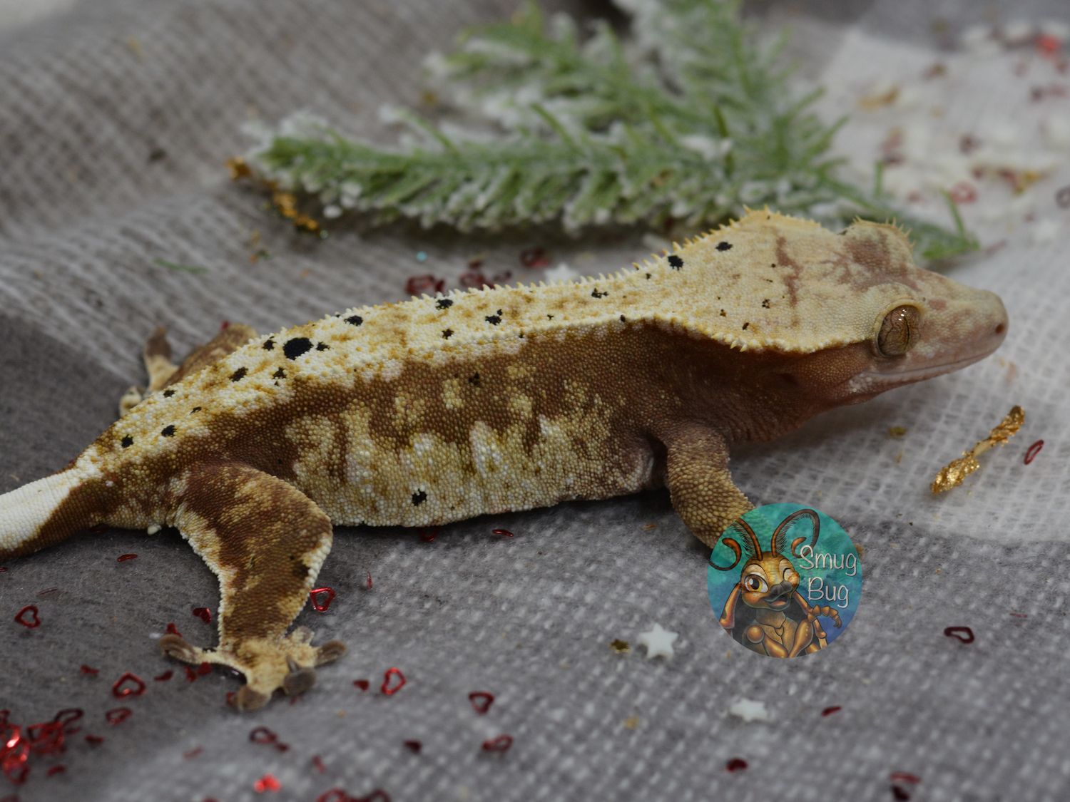 Cherry Roulade, dirty red cream harlequin dalmatian proven female crested gecko