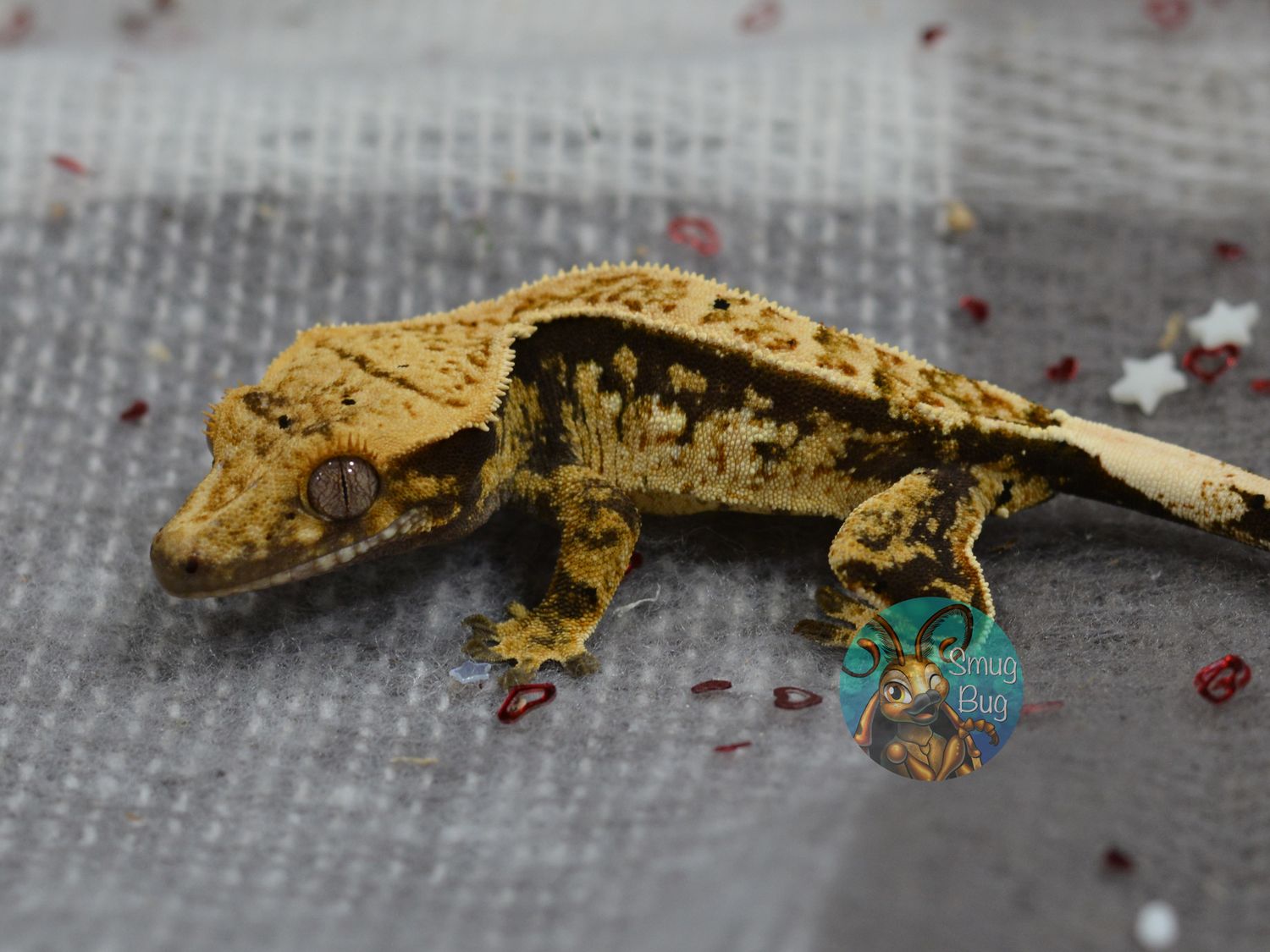 Chuck Tingle, Dark based yellow partial pinstripe harlequin possible female crested gecko