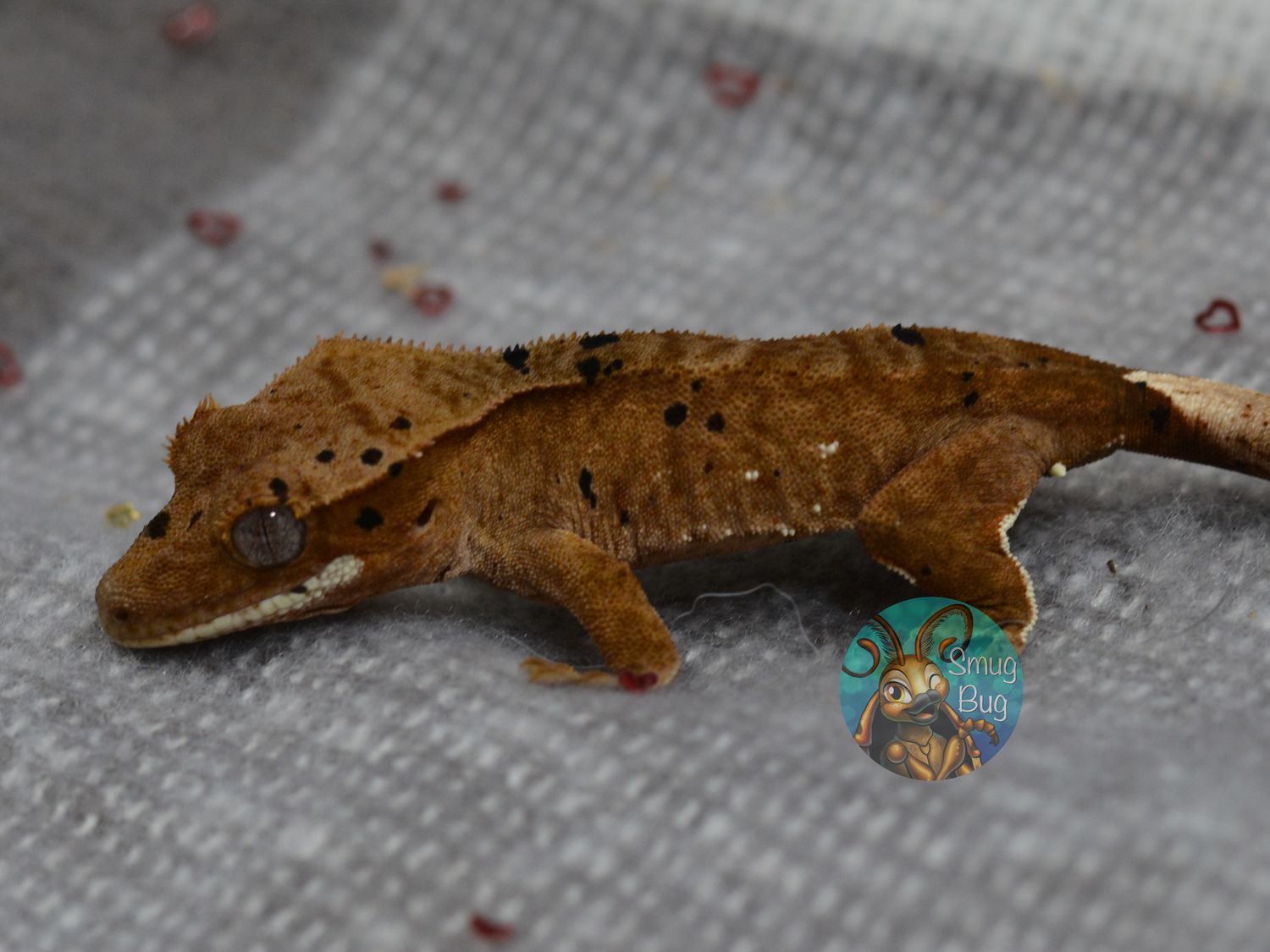 Fluff, red based superdalmatian possible female crested gecko