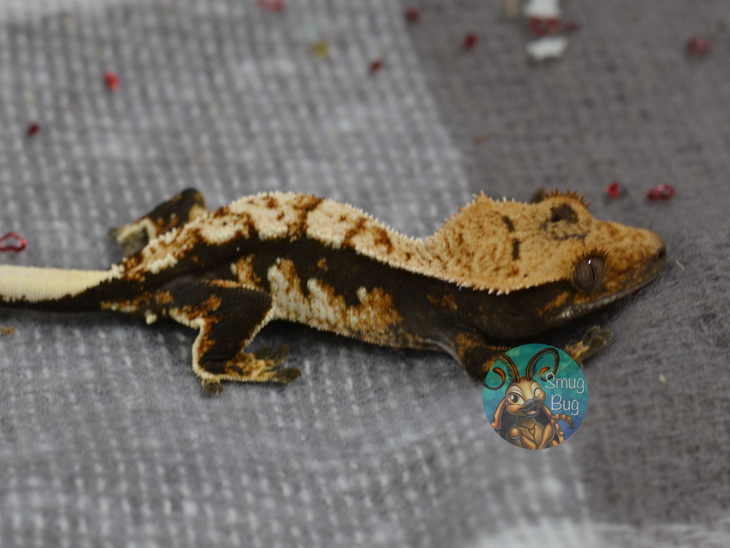 Futures and Frosting, Possible female dark based creamy tricolor harlequin crested gecko