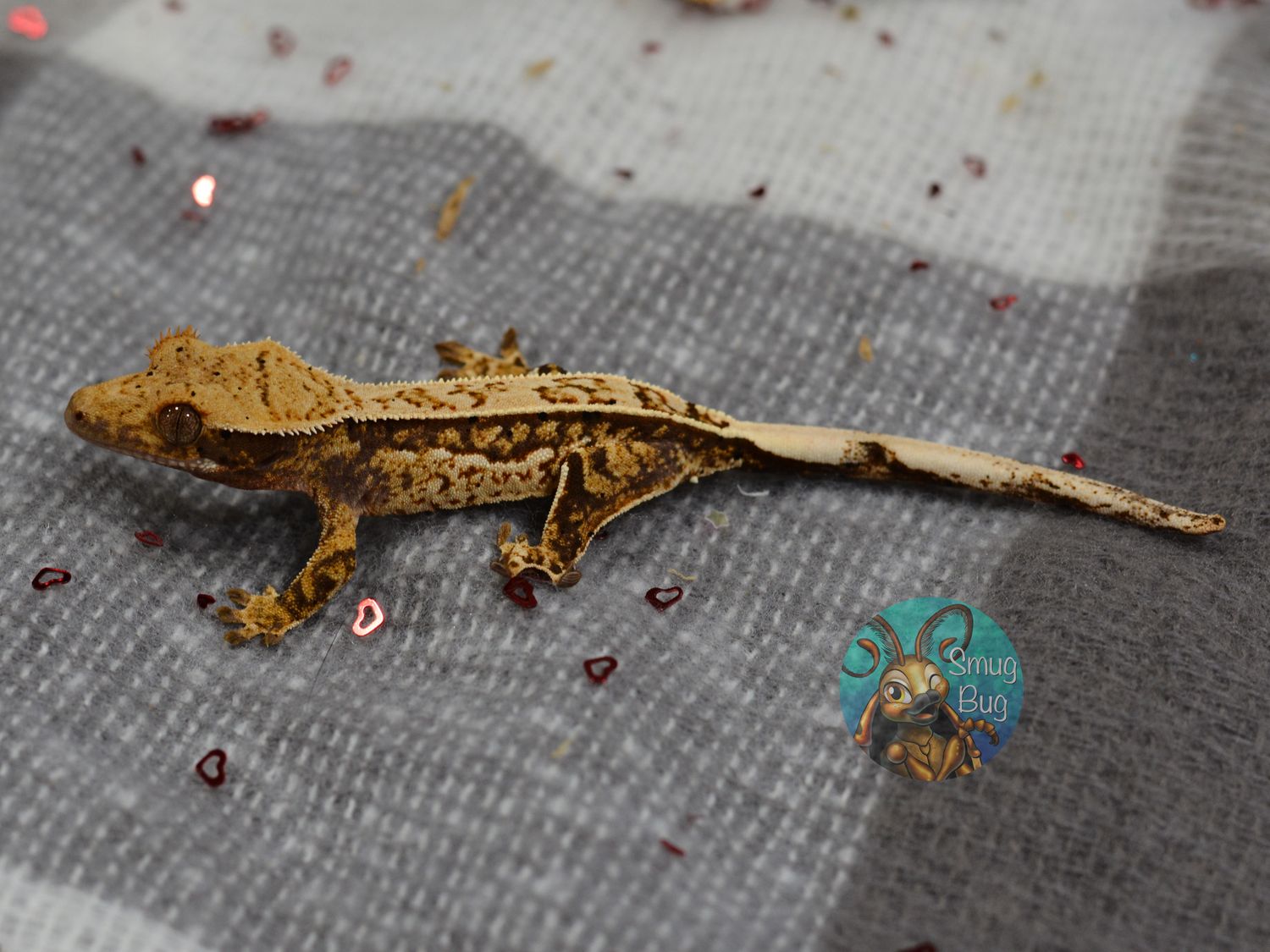 Lemon, yellow based pinstripe with quadstripes possible female crested gecko