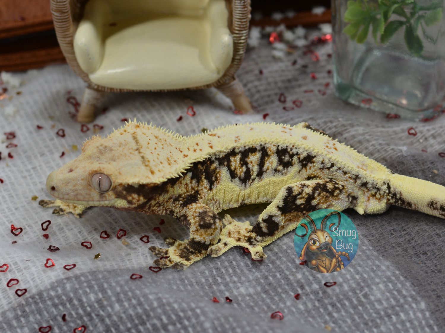 Microgravity, white wall dark based lilly white harlequin male subadult crested gecko