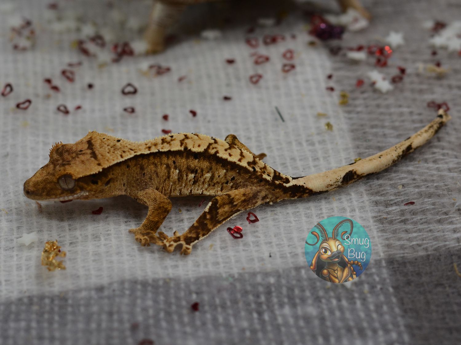 Nettle &amp; Bone, possible female yellow based harlequin crested gecko