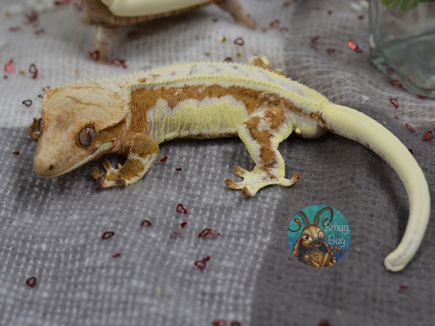 Pizza the Hut, orange base quadstriped lilly white male crested gecko