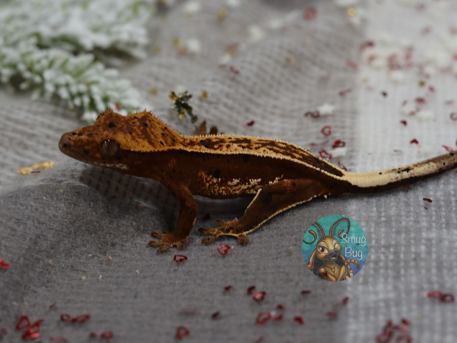 Playing for Keeps, dark based pinstripe harlequin possible female crested gecko