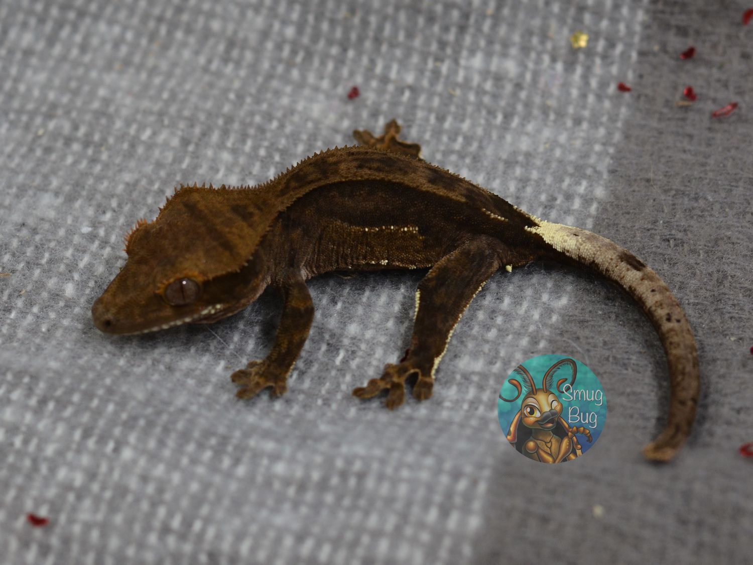 Punk 57, dark line phantom possible male crested gecko