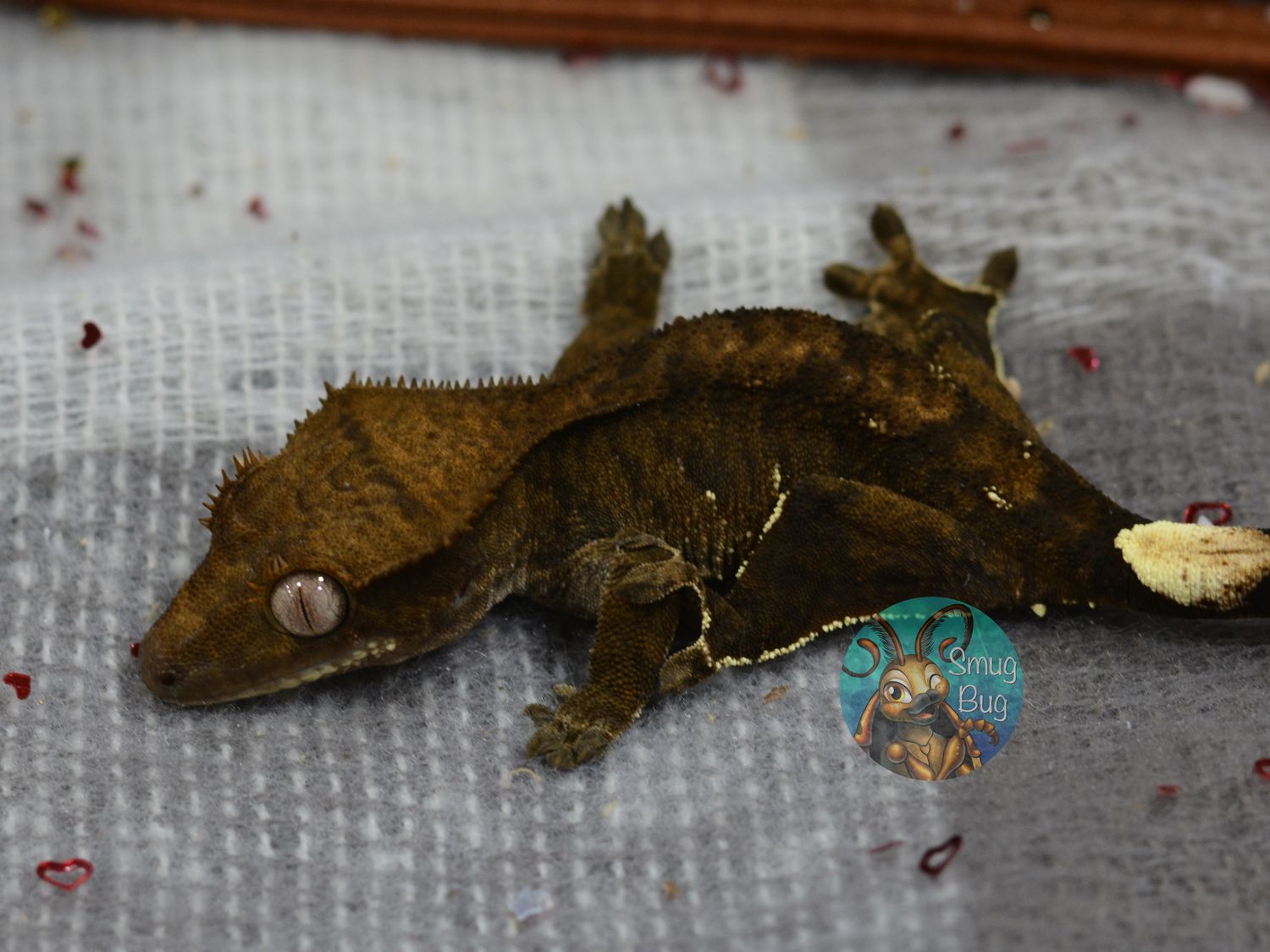 Rump Raiding Raptors, soft scale Dark line phantom with portholes probable female crested gecko