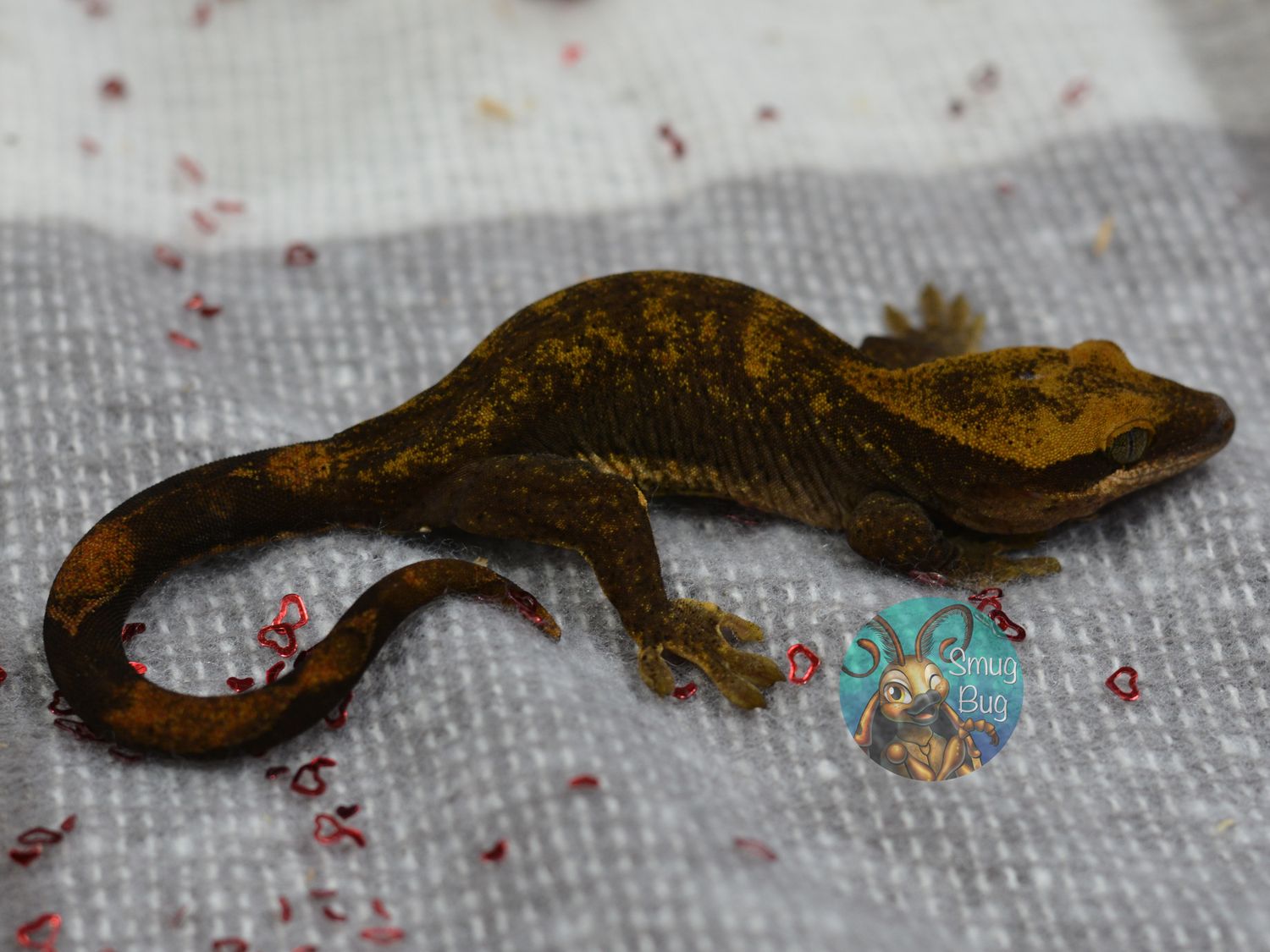Savage Castle, blonde male sarasinorum gecko
