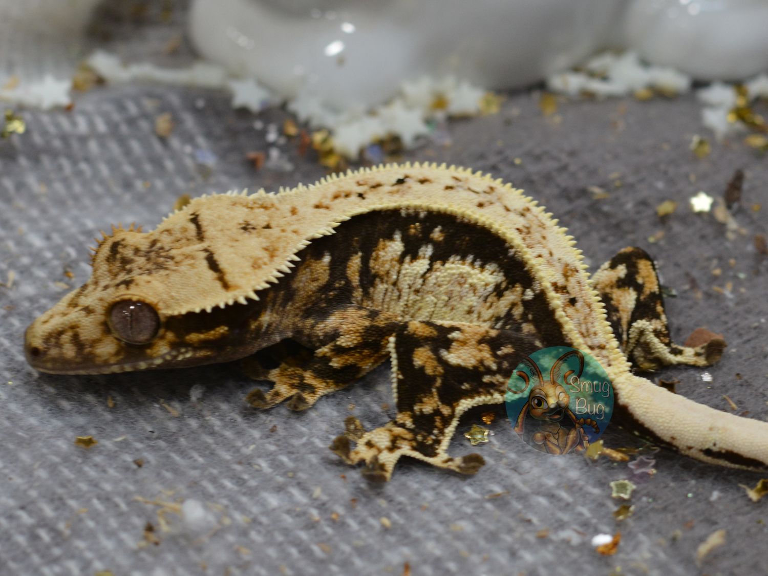 Vacuum, dark based harlequin pinstripe probable female crested gecko