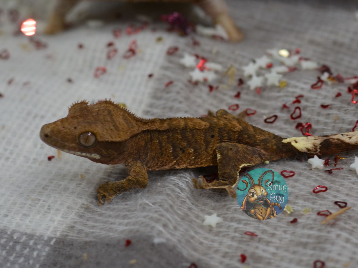 The League of Lady Poisoners, Dark line tiger possible male crested gecko