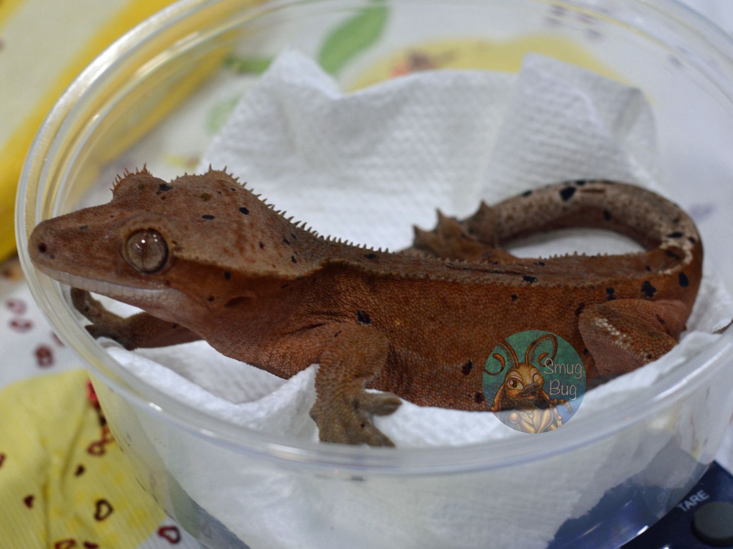 Aurora Borealis, subadult female red Phantom Dalmatian crested gecko with portholes