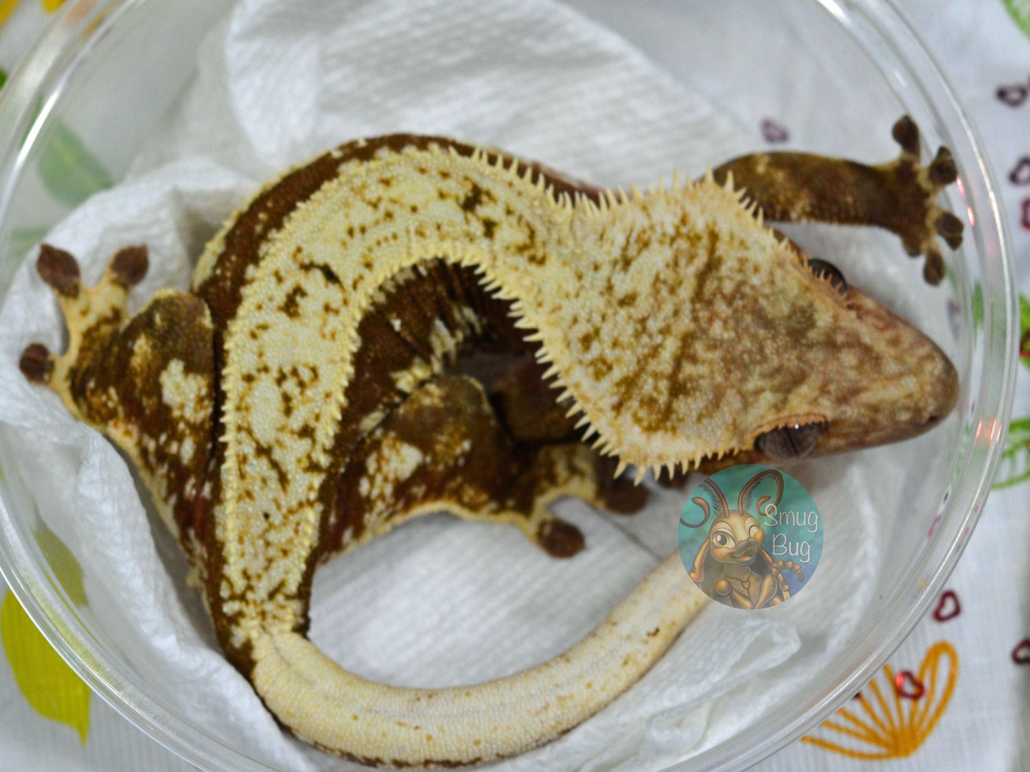Haunted Wine Glass, Proven adult female red based harlequin drippy full pinstripe crested gecko