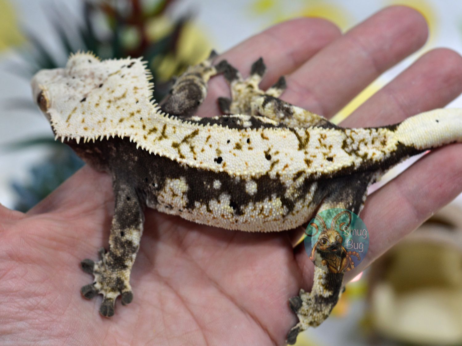 Hoarfrost, Adult Proven female dark based drippy harlequin brindle crested gecko