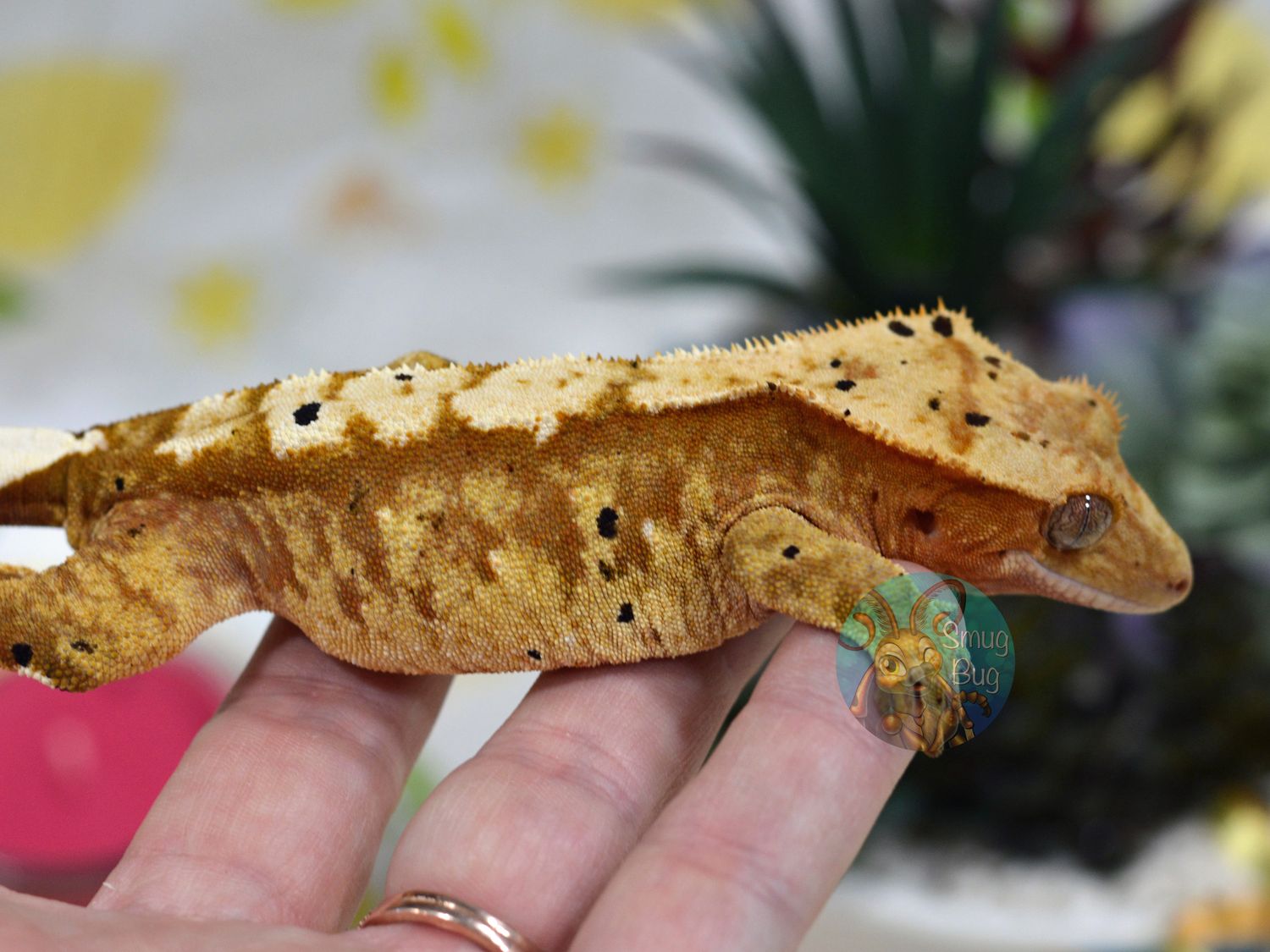 Dragonfruit, red brindle harlequin dalmatian RTB female crested gecko