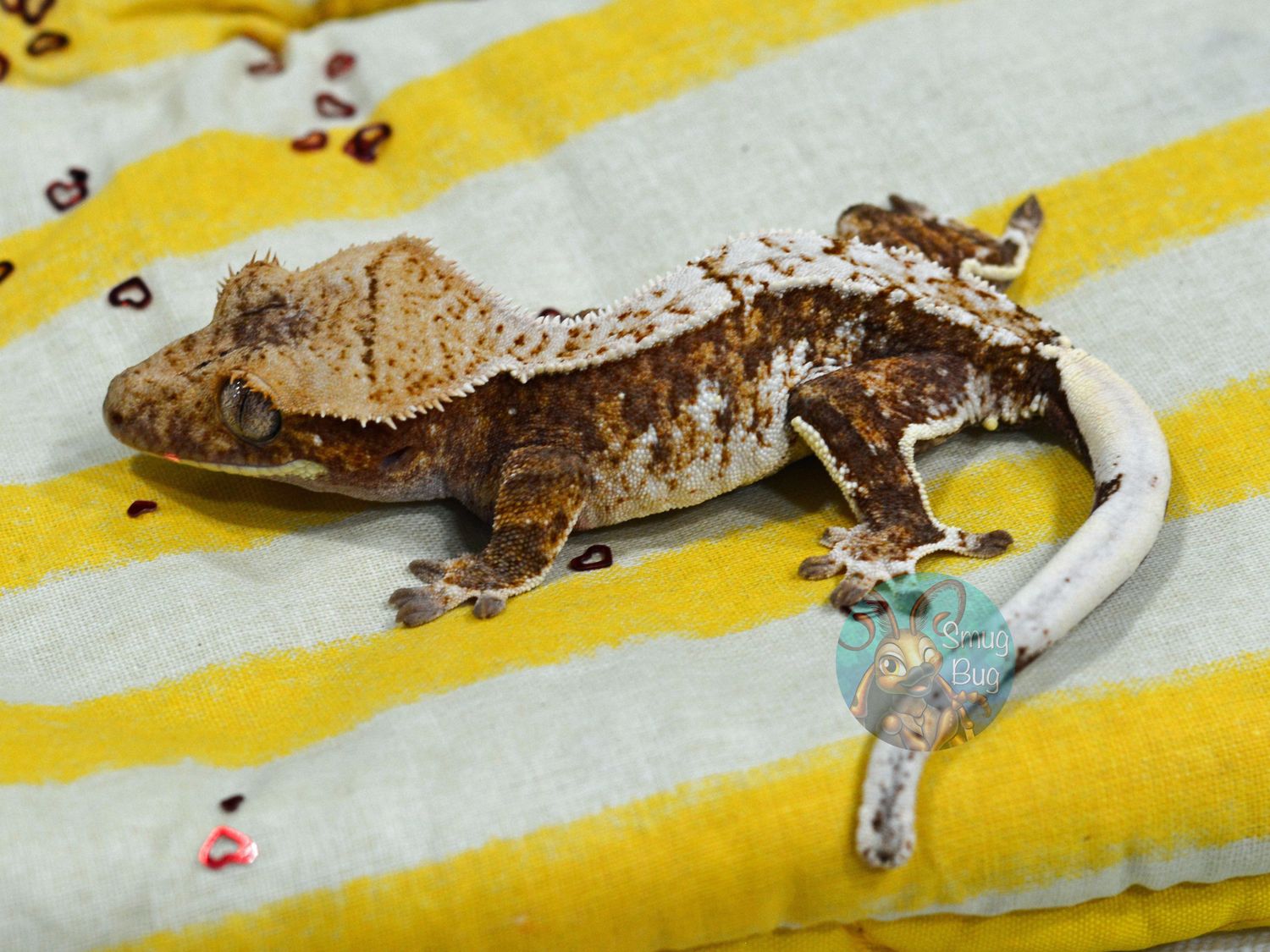 Barometer, juvenile female red and cream harlequin crested gecko