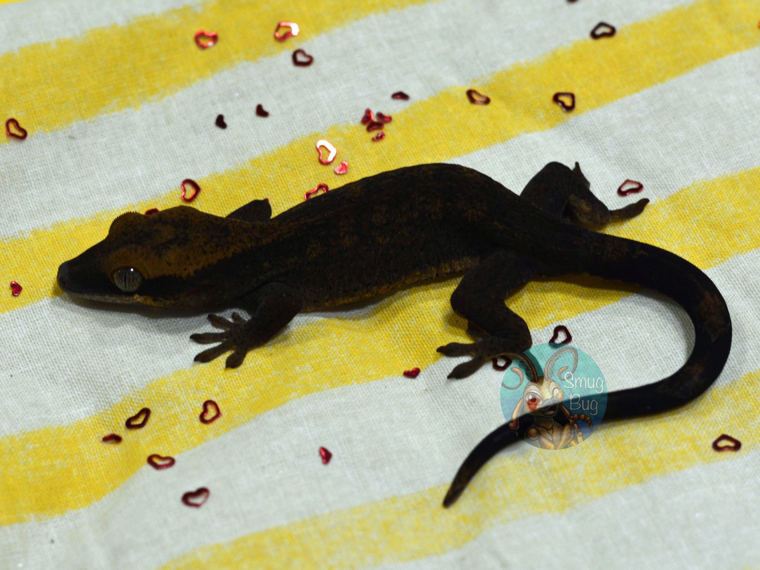Law of attraction, dark line possible female sarasinorum gecko