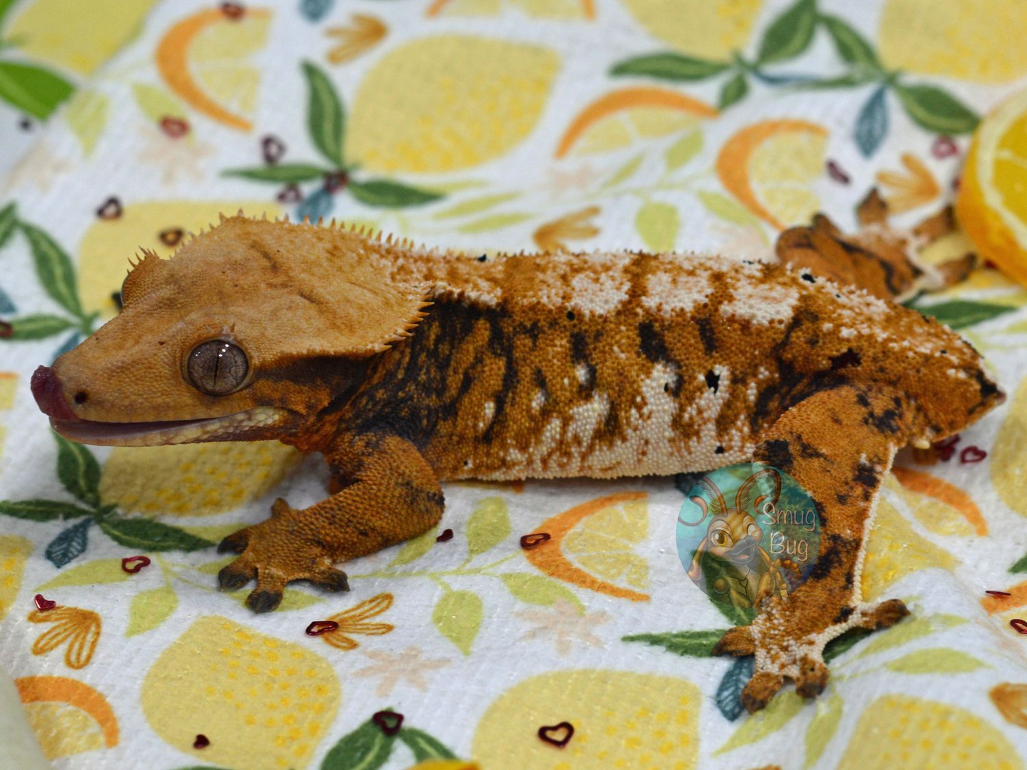 Satellite, vivid orange whitewall extreme harlequin RTB female crested gecko