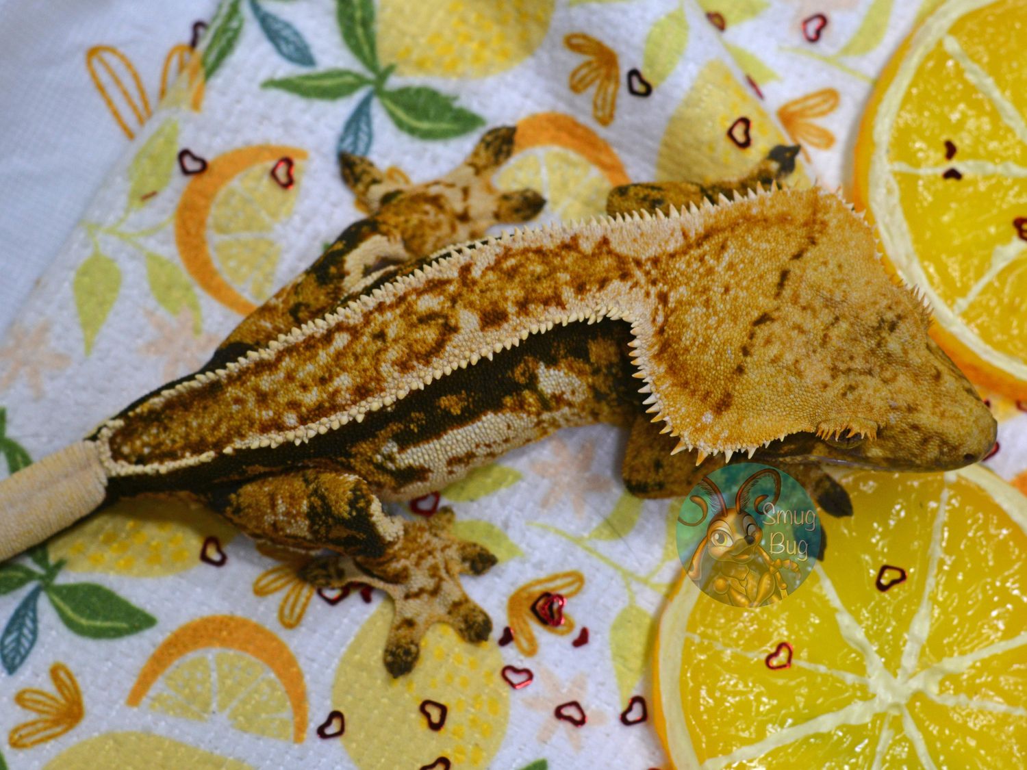 The Voyager Mission, dark based harlequin crowned pinstripe female crested gecko