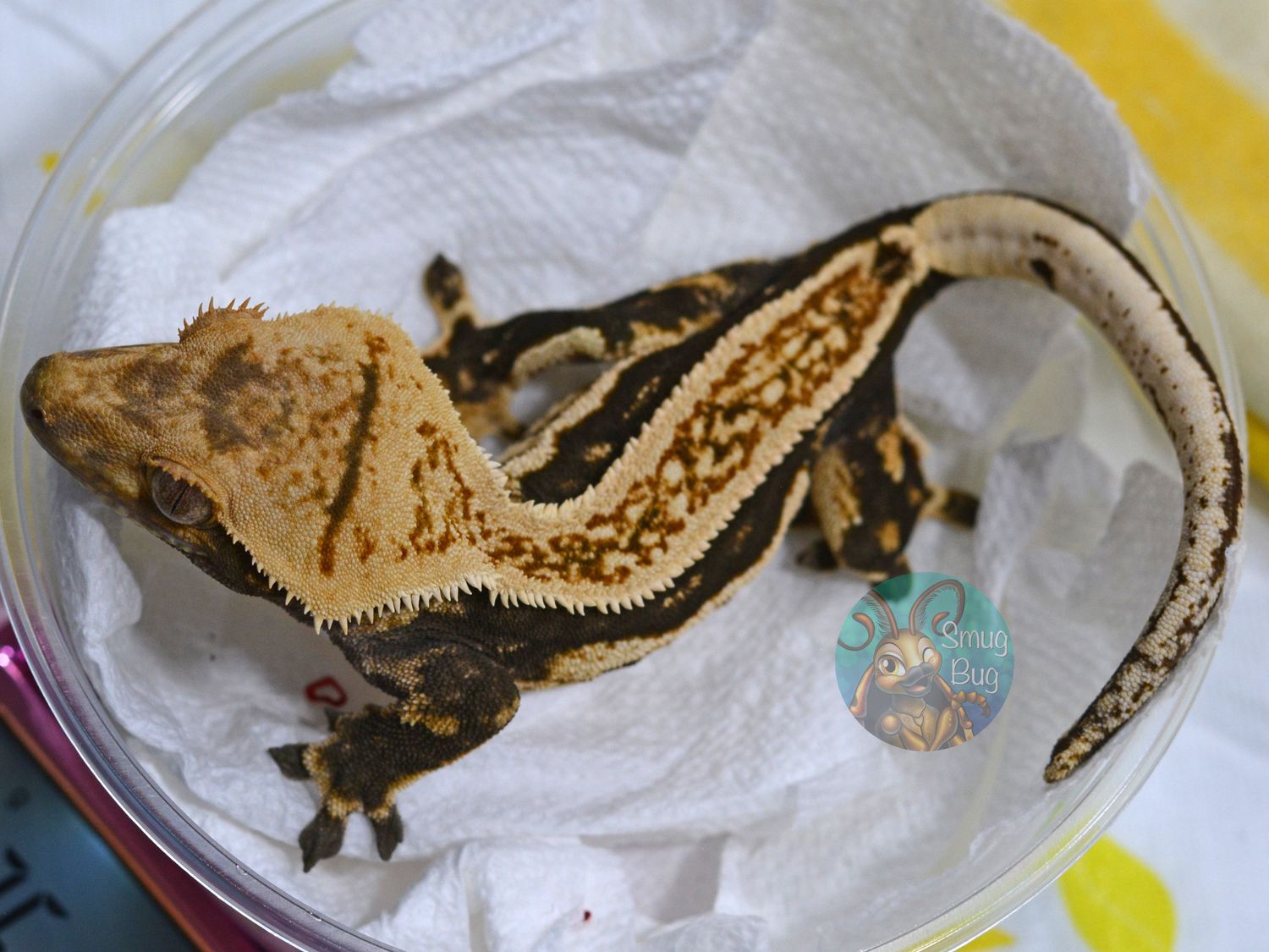 Zenith, dark based quadstriped pinestripe female crested gecko