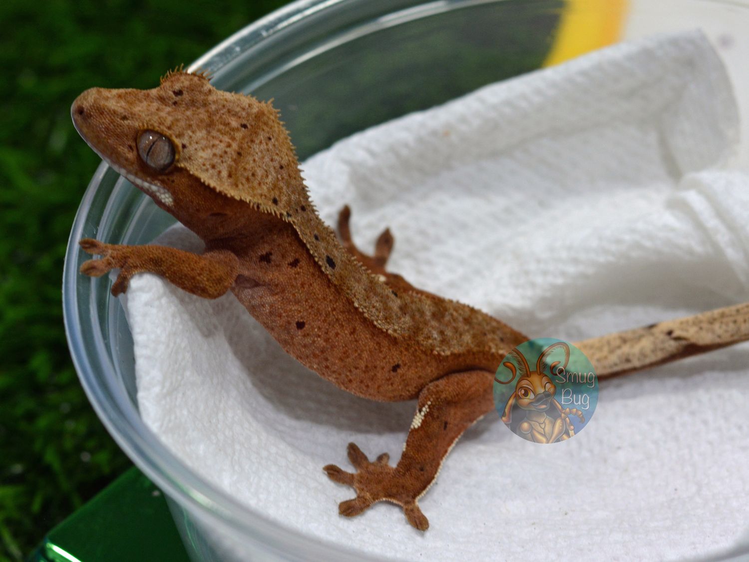 50 shades darker, red based phantom dalmatian probable female crested gecko